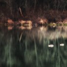 Geese on Petit Lake